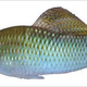 Illustration for article titled Science Proves Facial Hair Is Sexy...On Fish